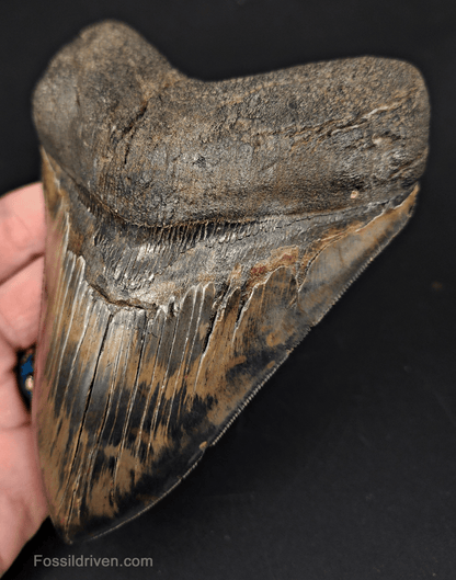 5.42" South Carolina Megalodon Tooth - Sharply Serrated - Restored Fossil Shark Tooth - Fossil Driven