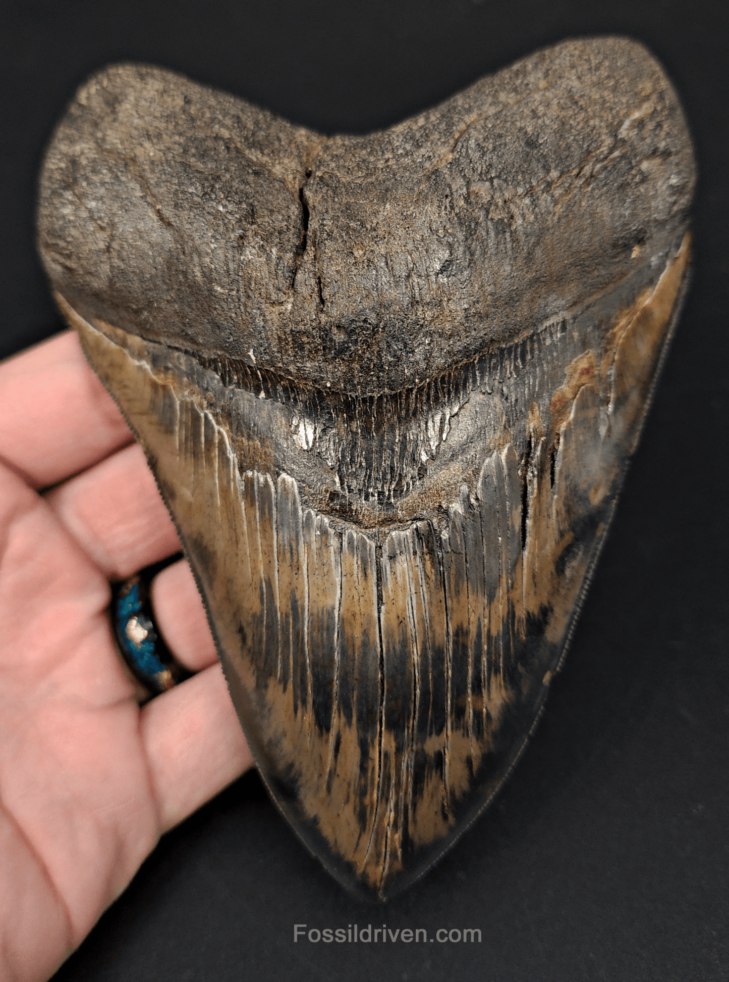 5.42" South Carolina Megalodon Tooth - Sharply Serrated - Restored Fossil Shark Tooth - Fossil Driven