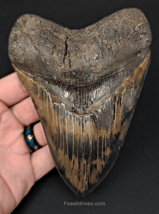 5.42" South Carolina Megalodon Tooth - Sharply Serrated - Restored Fossil Shark Tooth - Fossil Driven