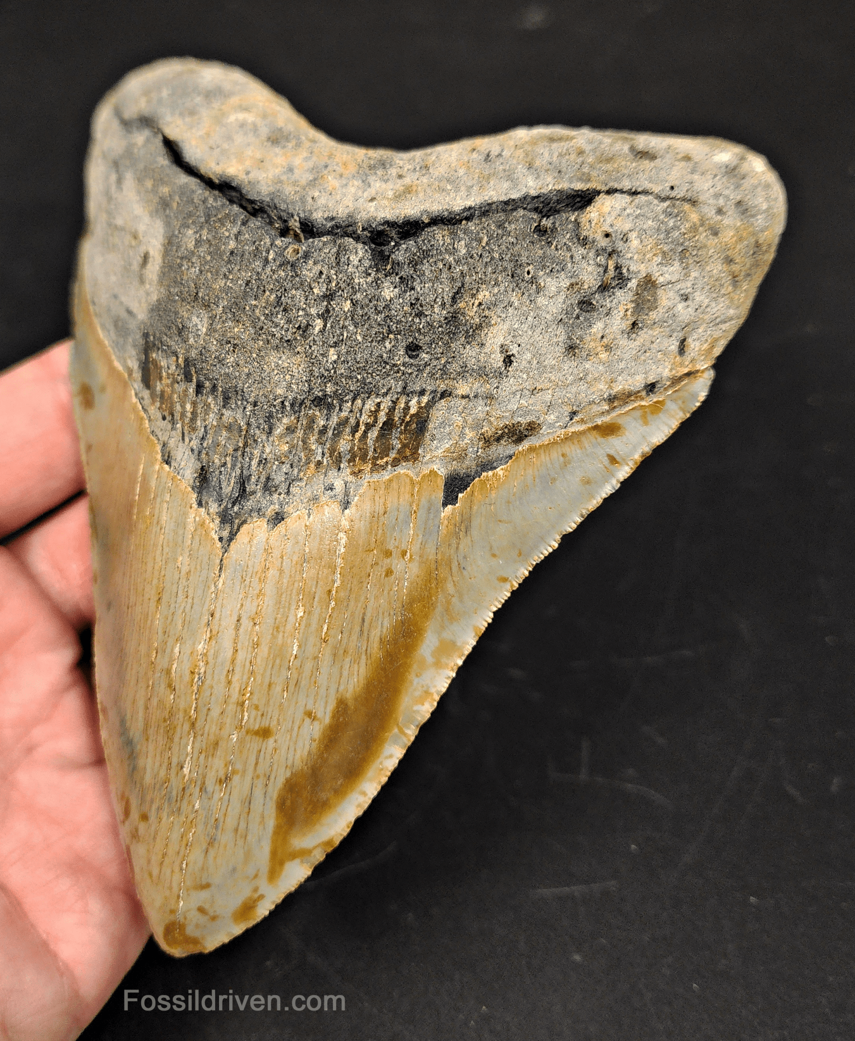 5.43" North Carolina Megalodon Tooth - Complete Specimen - Authentic Fossil Shark Tooth - Fossil Driven