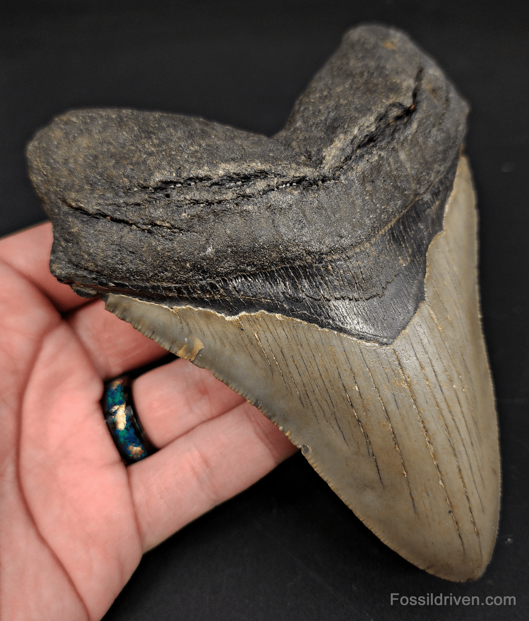 5.44" North Carolina Megalodon Tooth - Robust Root - Authentic Fossil Shark Tooth - Fossil Driven