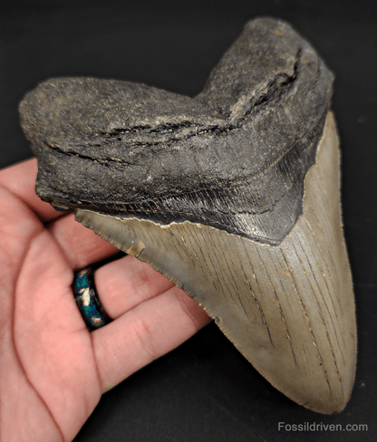 5.44" North Carolina Megalodon Tooth - Robust Root - Authentic Fossil Shark Tooth - Fossil Driven