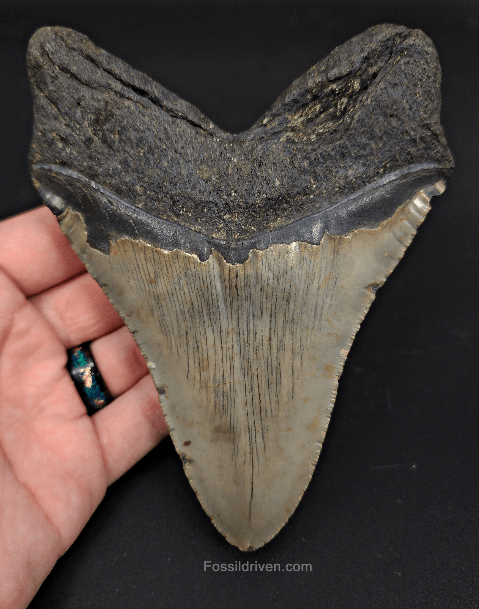 5.44" North Carolina Megalodon Tooth - Robust Root - Authentic Fossil Shark Tooth - Fossil Driven