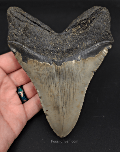 5.44" North Carolina Megalodon Tooth - Robust Root - Authentic Fossil Shark Tooth - Fossil Driven