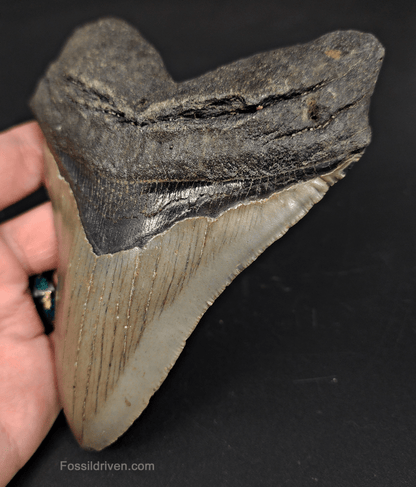5.44" North Carolina Megalodon Tooth - Robust Root - Authentic Fossil Shark Tooth - Fossil Driven