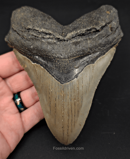 5.44" North Carolina Megalodon Tooth - Robust Root - Authentic Fossil Shark Tooth - Fossil Driven
