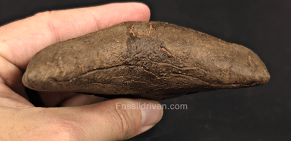 5.45" Restored Fossil Megalodon Tooth - Meherrin River, Virginia/North Carolina - Fossil Driven