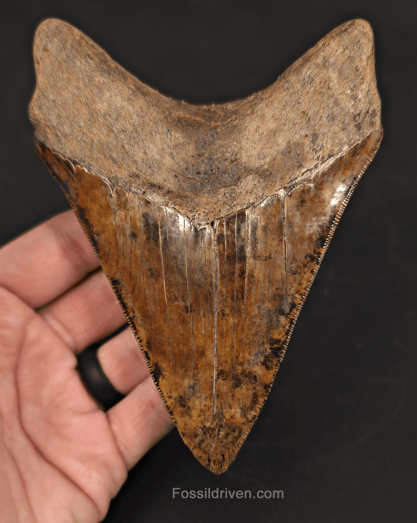 5.45" Restored Fossil Megalodon Tooth - Meherrin River, Virginia/North Carolina - Fossil Driven