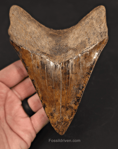 5.45" Restored Fossil Megalodon Tooth - Meherrin River, Virginia/North Carolina - Fossil Driven