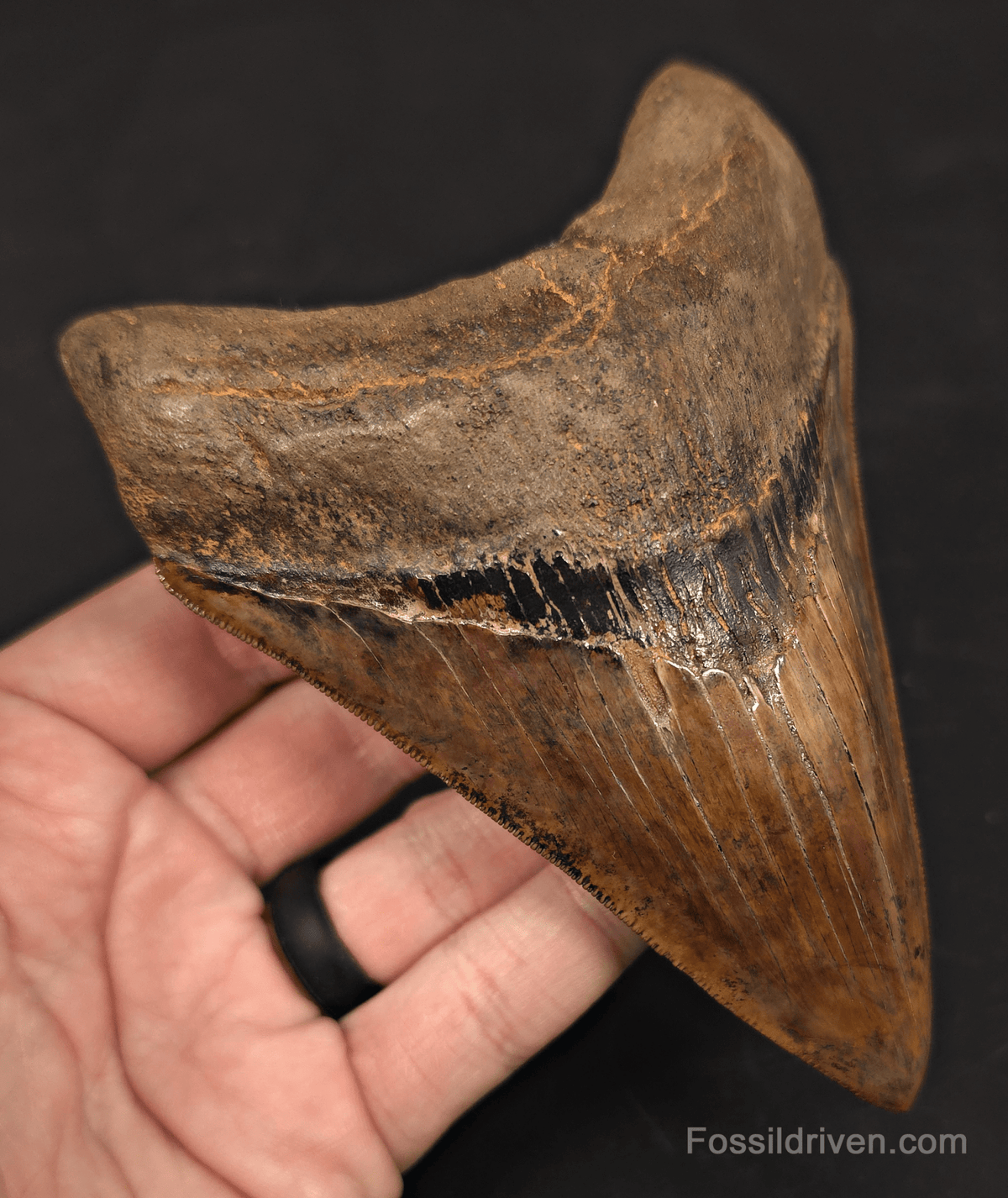 5.45" Restored Fossil Megalodon Tooth - Meherrin River, Virginia/North Carolina - Fossil Driven