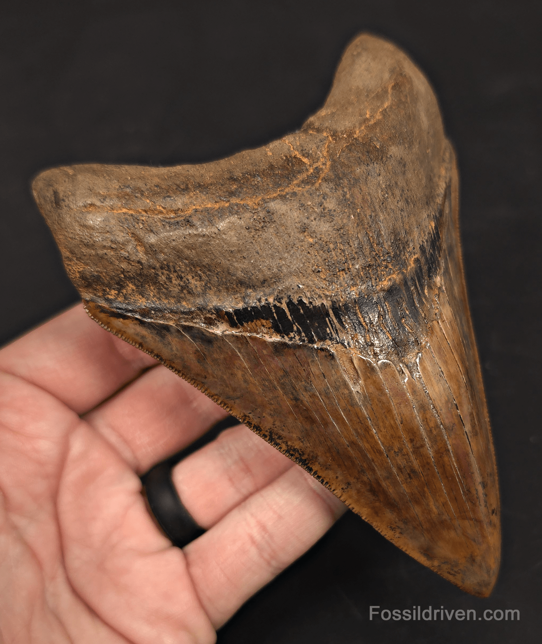 5.45" Restored Fossil Megalodon Tooth - Meherrin River, Virginia/North Carolina - Fossil Driven