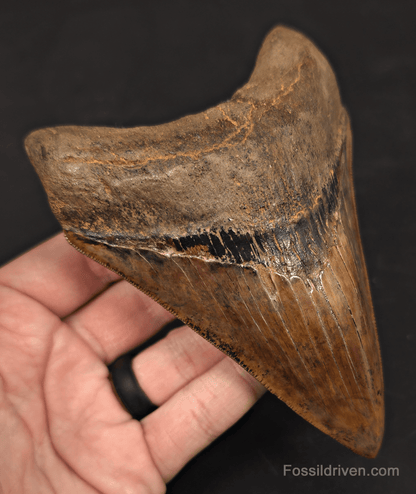 5.45" Restored Fossil Megalodon Tooth - Meherrin River, Virginia/North Carolina - Fossil Driven