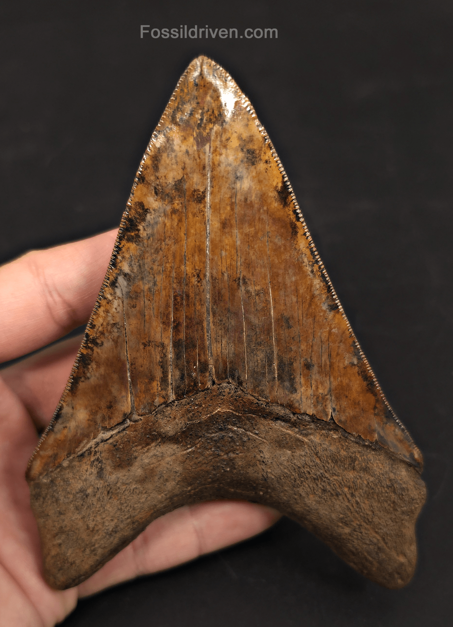 5.45" Restored Fossil Megalodon Tooth - Meherrin River, Virginia/North Carolina - Fossil Driven