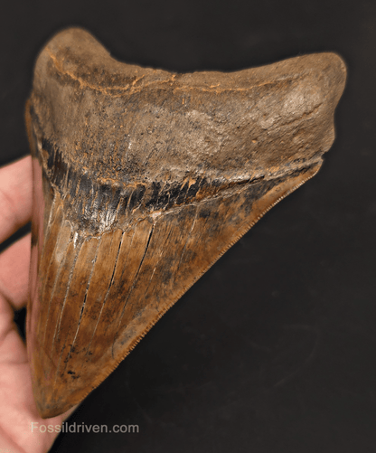 5.45" Restored Fossil Megalodon Tooth - Meherrin River, Virginia/North Carolina - Fossil Driven