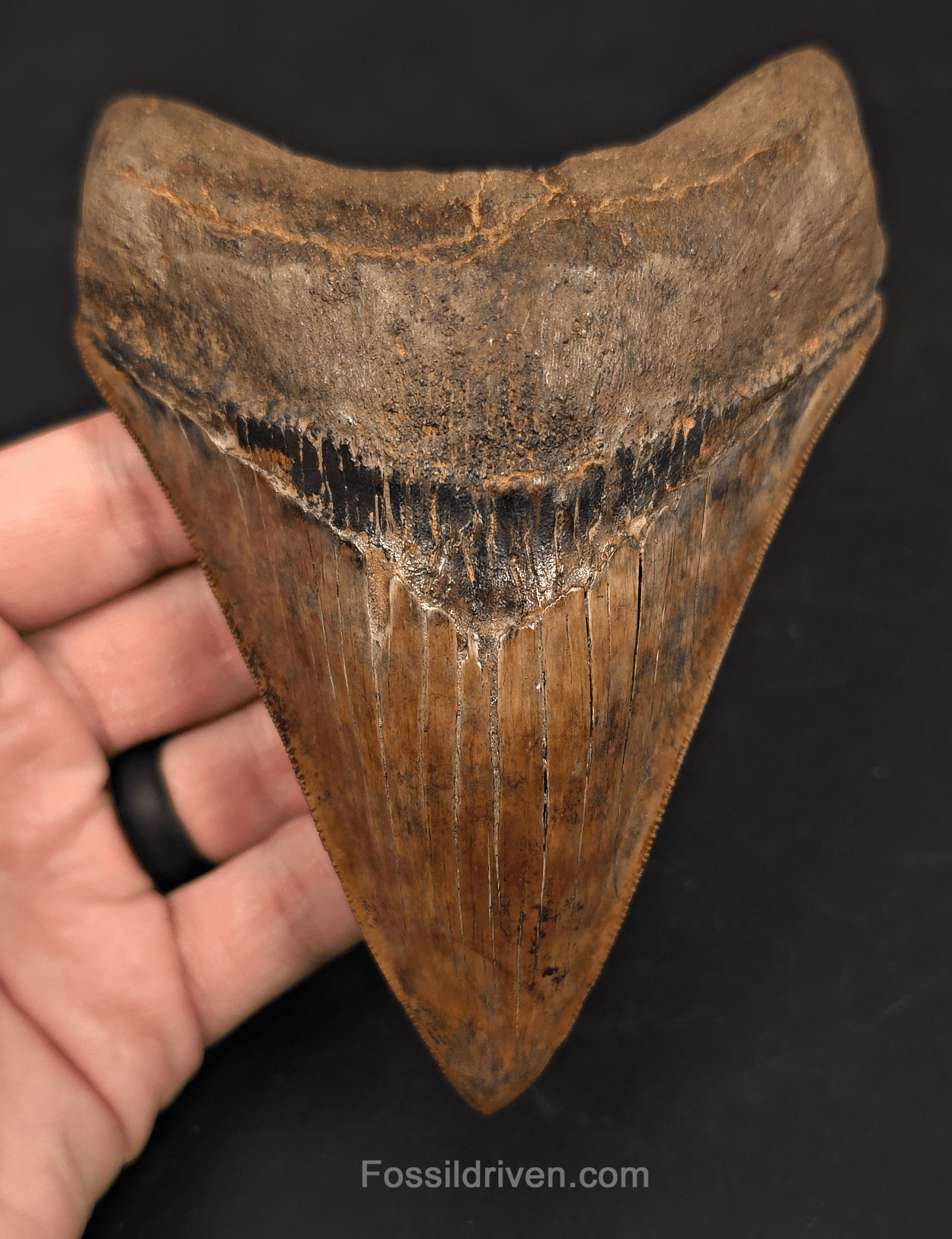 5.45" Restored Fossil Megalodon Tooth - Meherrin River, Virginia/North Carolina - Fossil Driven