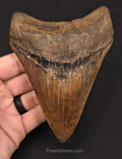 5.45" Restored Fossil Megalodon Tooth - Meherrin River, Virginia/North Carolina - Fossil Driven