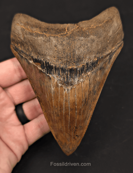 5.45" Restored Fossil Megalodon Tooth - Meherrin River, Virginia/North Carolina - Fossil Driven