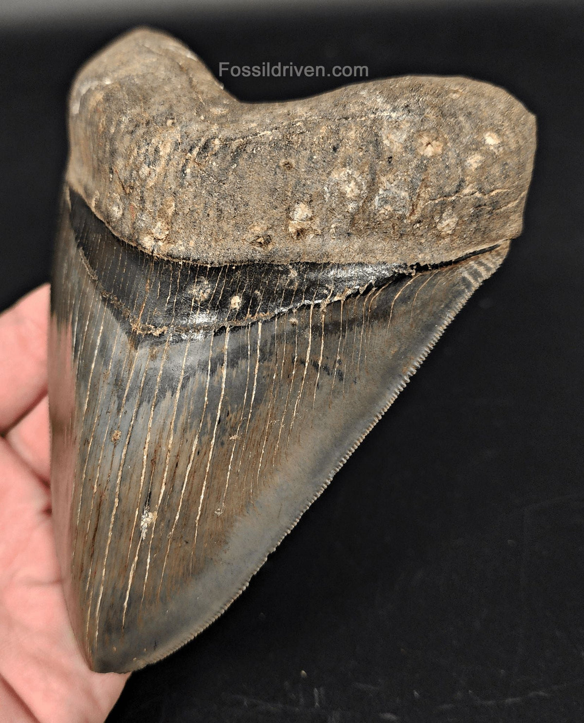 5.46" Fossil Megalodon Tooth - Savannah, Georgia | Fossil Driven - Fossil Driven