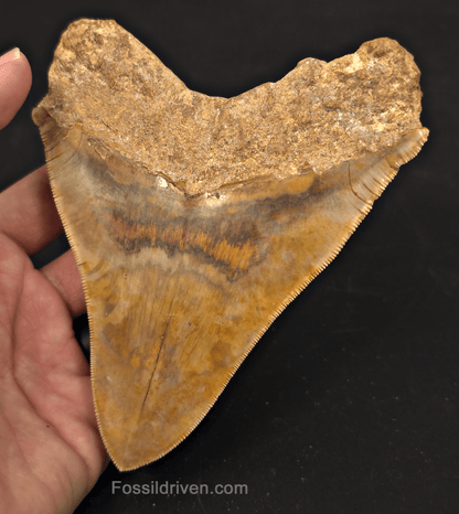 5.47" Fossil Megalodon Tooth - Java, Indonesia | Fossil Driven - Fossil Driven