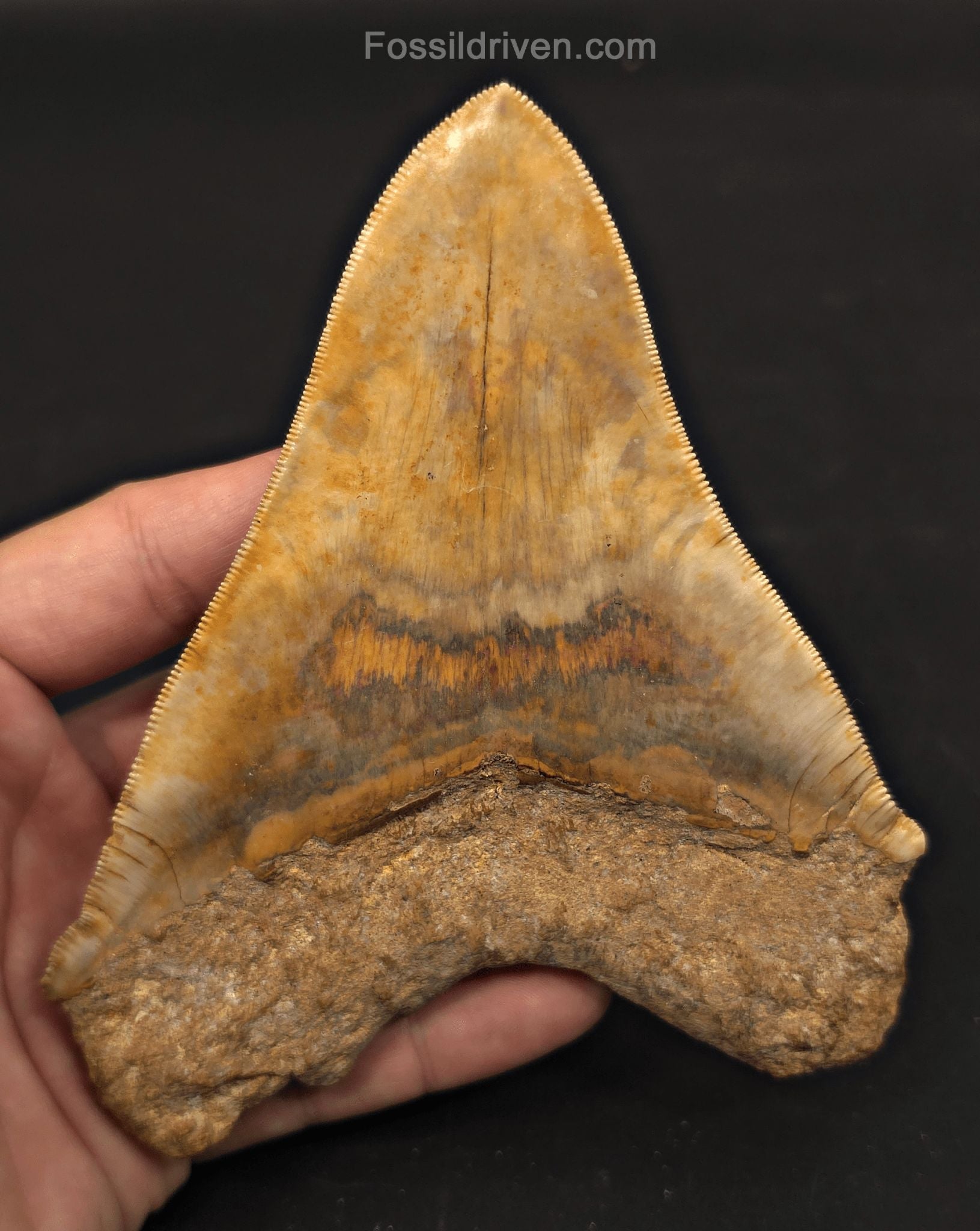 5.47" Fossil Megalodon Tooth - Java, Indonesia | Fossil Driven - Fossil Driven