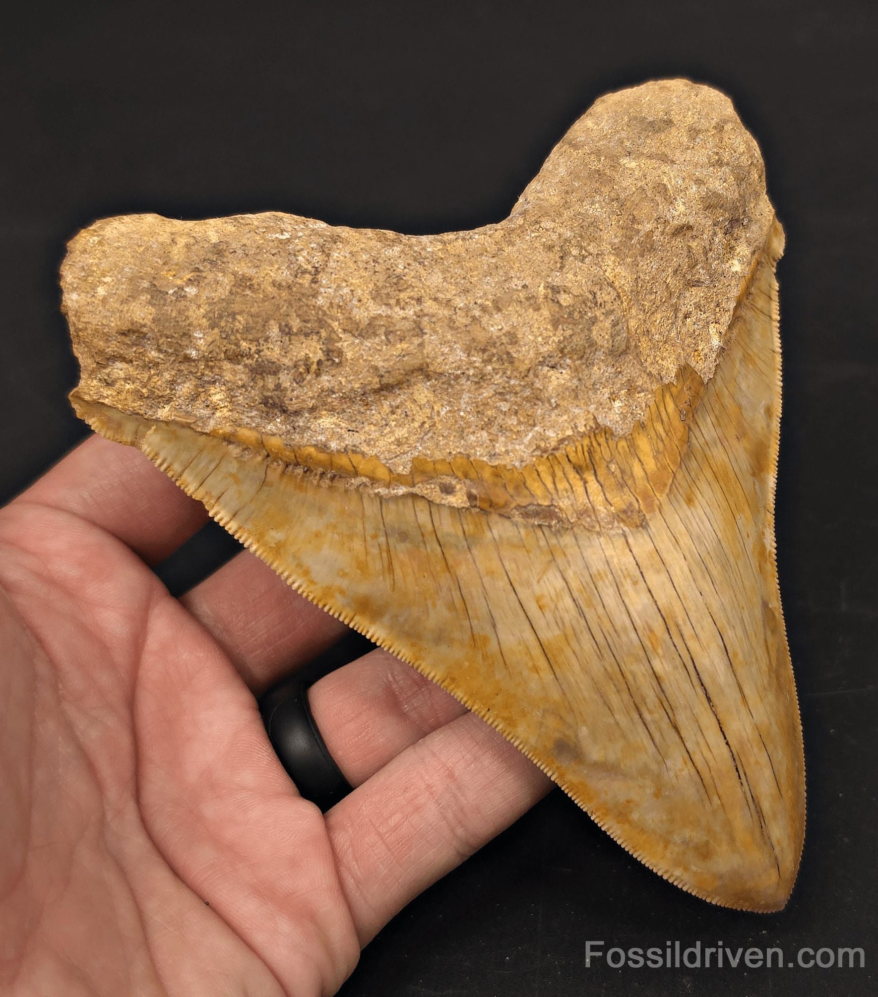 5.47" Fossil Megalodon Tooth - Java, Indonesia | Fossil Driven - Fossil Driven