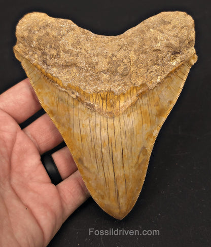 5.47" Fossil Megalodon Tooth - Java, Indonesia | Fossil Driven - Fossil Driven