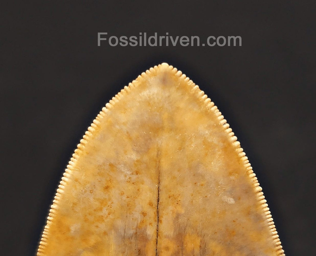 5.47" Fossil Megalodon Tooth - Java, Indonesia | Fossil Driven - Fossil Driven