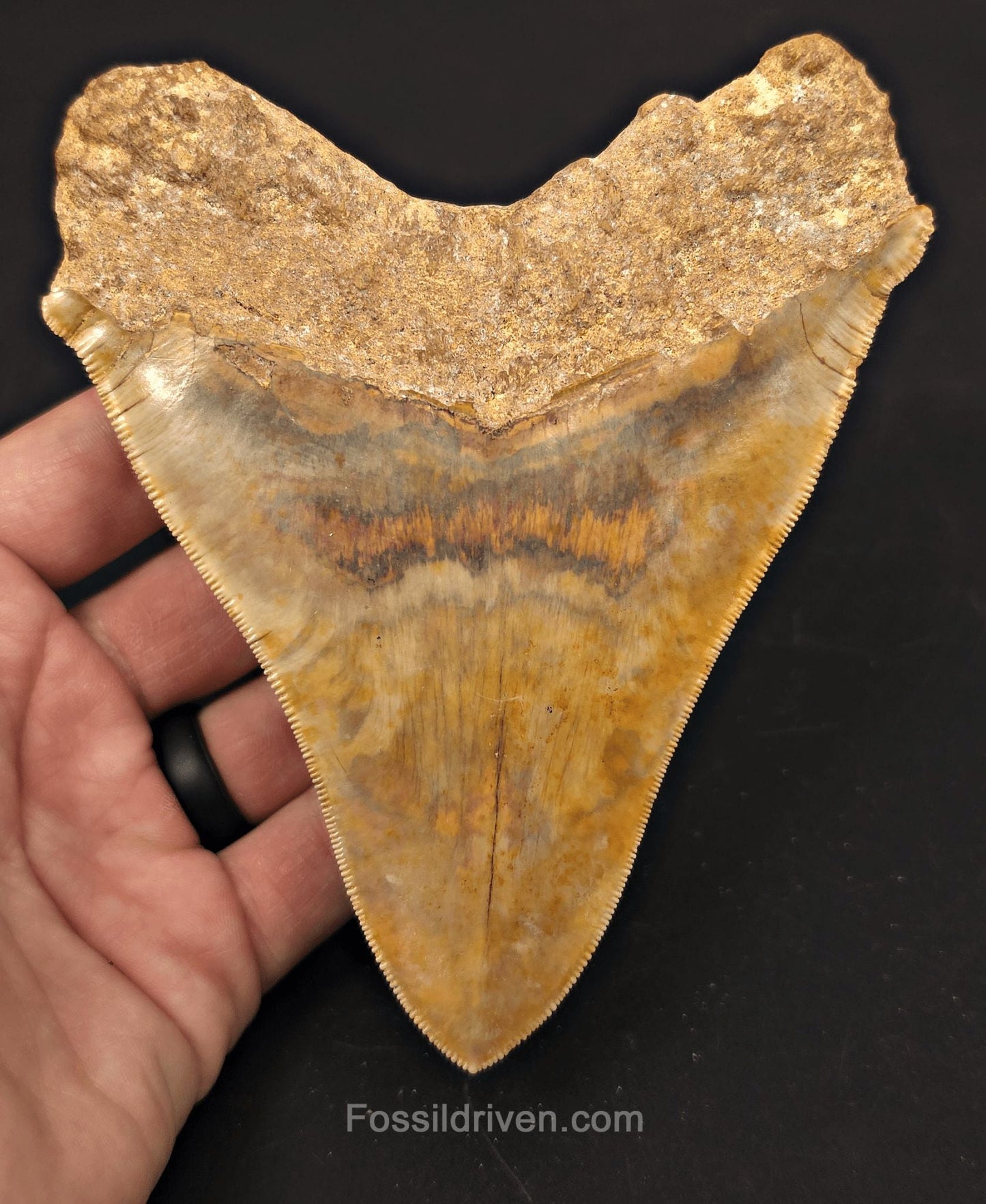 5.47" Fossil Megalodon Tooth - Java, Indonesia | Fossil Driven - Fossil Driven