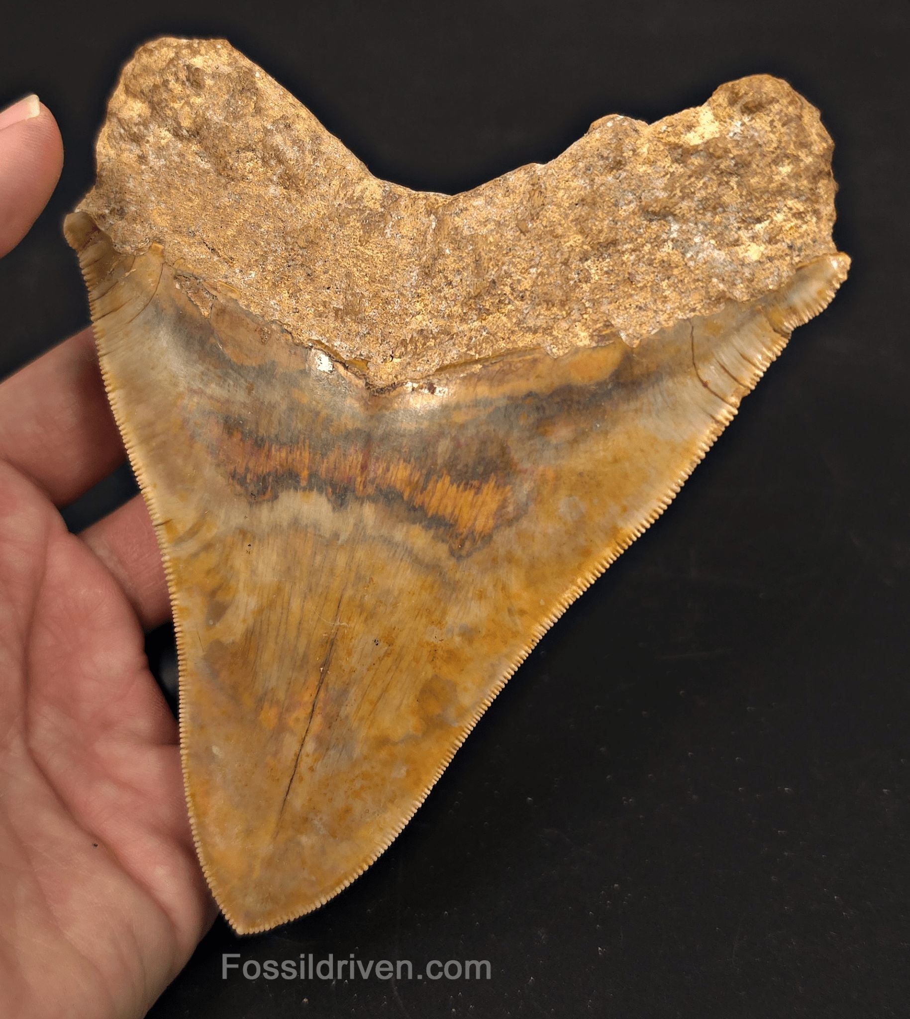 5.47" Fossil Megalodon Tooth - Java, Indonesia | Fossil Driven - Fossil Driven