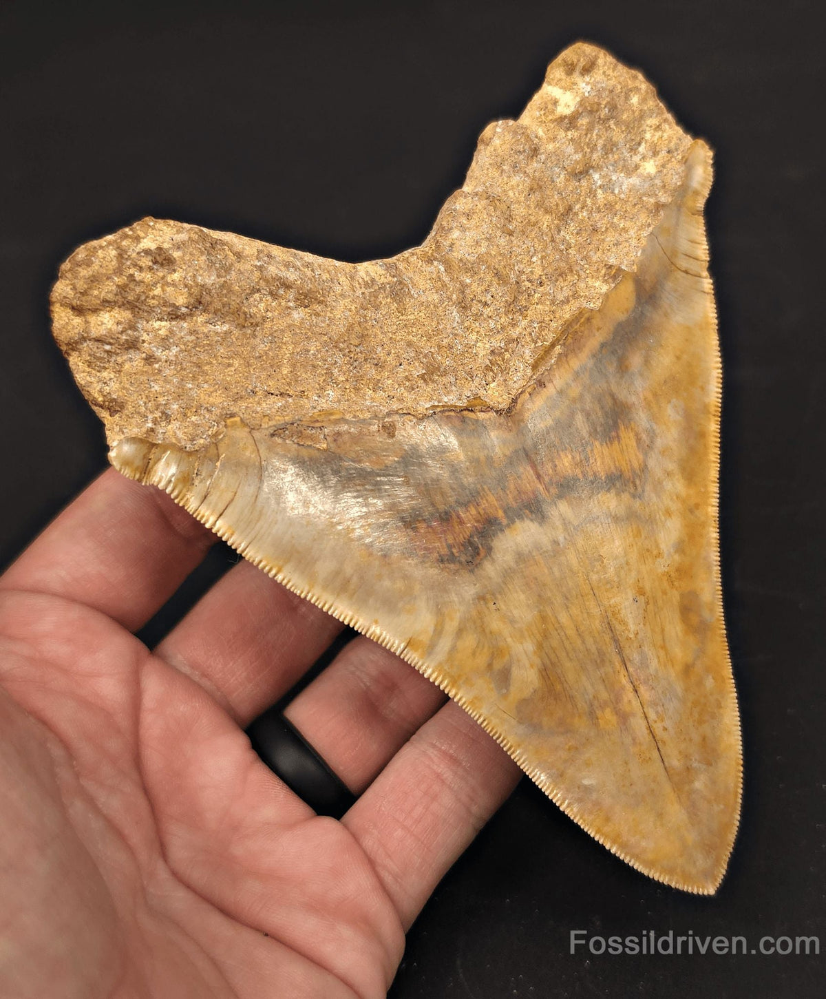 5.47" Fossil Megalodon Tooth - Java, Indonesia | Fossil Driven - Fossil Driven