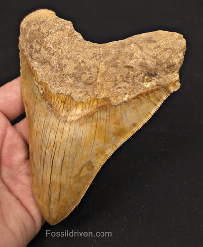 5.47" Fossil Megalodon Tooth - Java, Indonesia | Fossil Driven - Fossil Driven