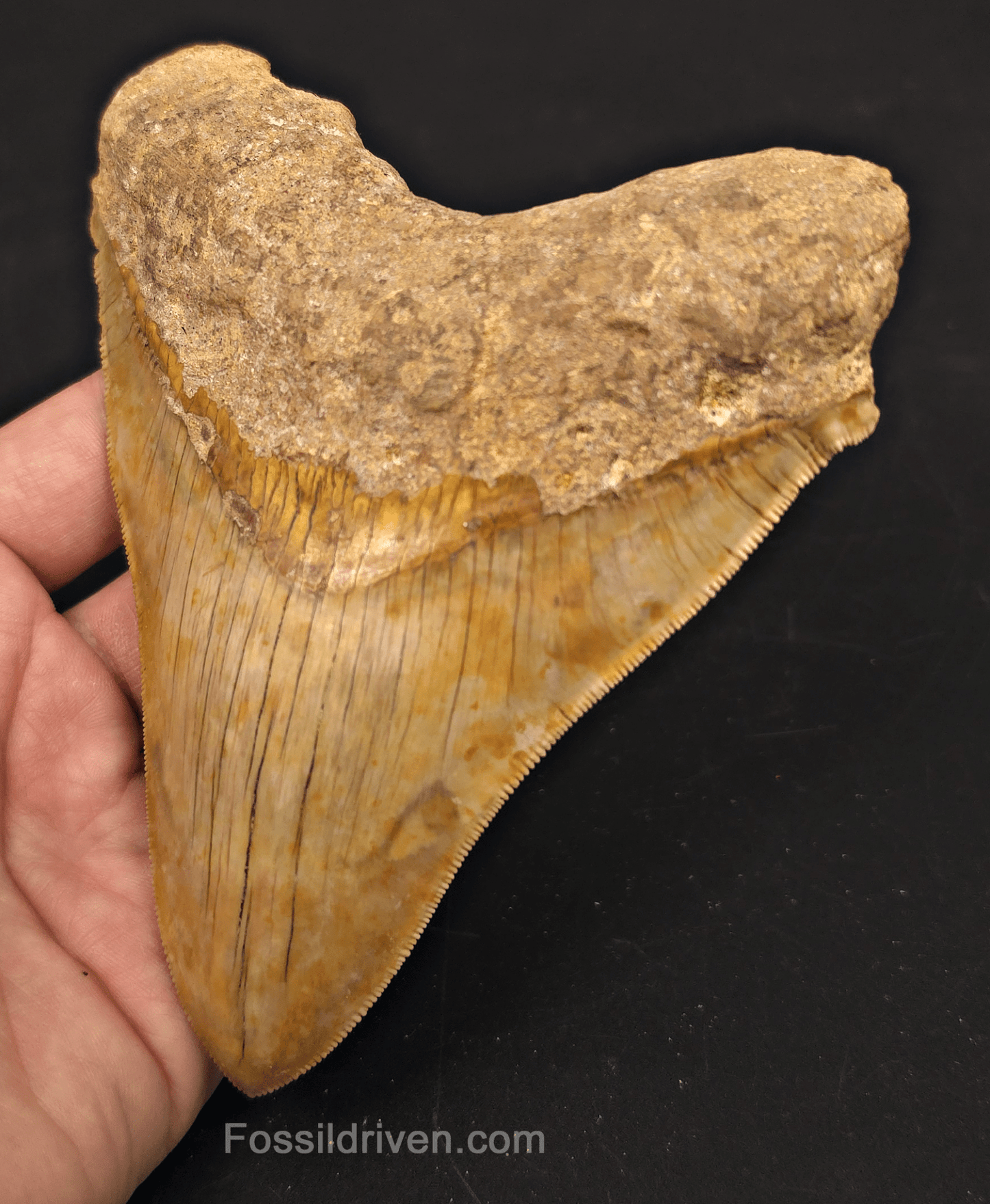 5.47" Fossil Megalodon Tooth - Java, Indonesia | Fossil Driven - Fossil Driven