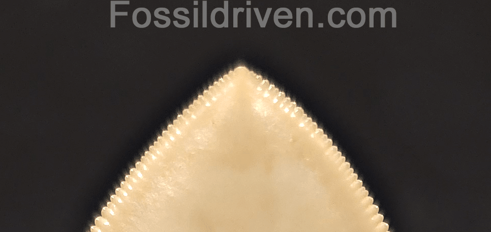 5.50" Collector Quality Fossil Megalodon Tooth - Java, Indonesia - Fossil Driven