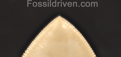5.50" Collector Quality Fossil Megalodon Tooth - Java, Indonesia - Fossil Driven