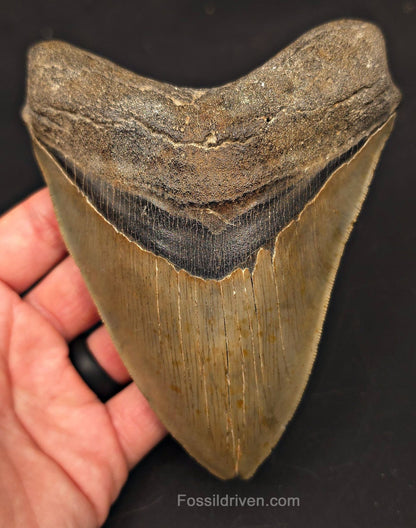 5.50" Fossil Megalodon Tooth - Charleston, South Carolina | Fossil Driven - Fossil Driven