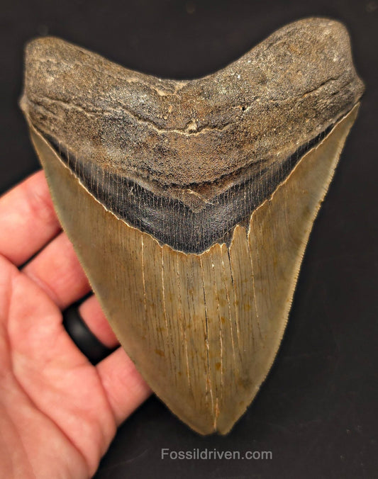 5.50" Fossil Megalodon Tooth - Charleston, South Carolina | Fossil Driven - Fossil Driven