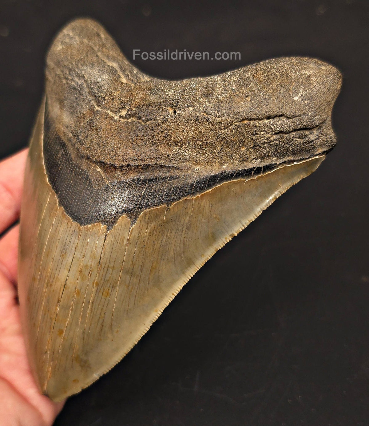 5.50" Fossil Megalodon Tooth - Charleston, South Carolina | Fossil Driven - Fossil Driven