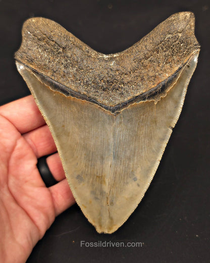 5.50" Fossil Megalodon Tooth - Charleston, South Carolina | Fossil Driven - Fossil Driven