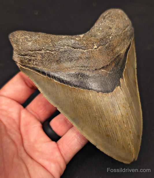 5.50" Fossil Megalodon Tooth - Charleston, South Carolina | Fossil Driven - Fossil Driven