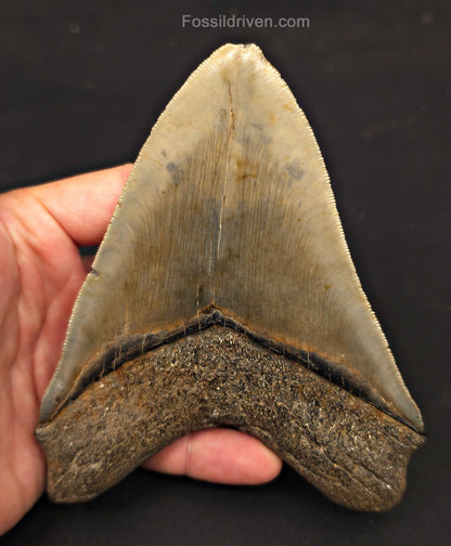5.50" Fossil Megalodon Tooth - Charleston, South Carolina | Fossil Driven - Fossil Driven