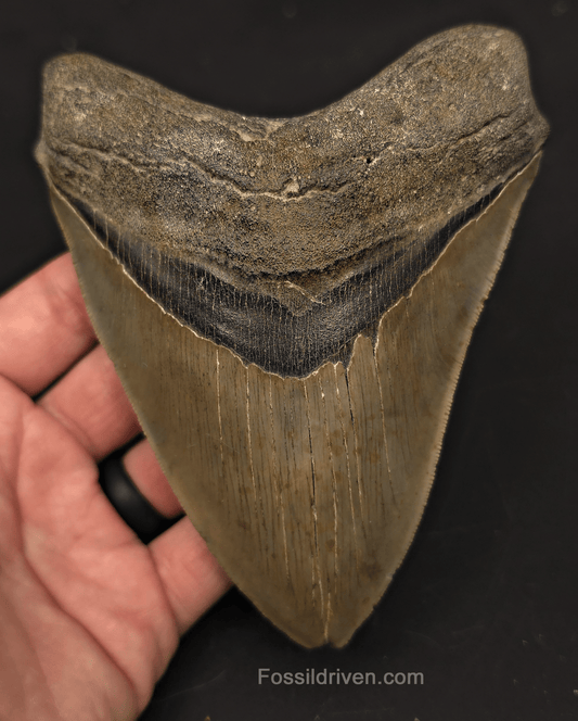 5.50" Fossil Megalodon Tooth for Sale - Charleston, South Carolina | Fossil Driven - Fossil Driven