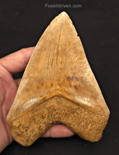 5.54" Fossil Megalodon Tooth for Sale - Java, Indonesia | Fossil Driven - Fossil Driven