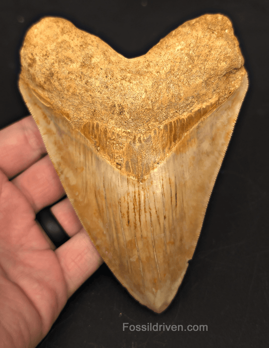 5.54" Fossil Megalodon Tooth for Sale - Java, Indonesia | Fossil Driven - Fossil Driven