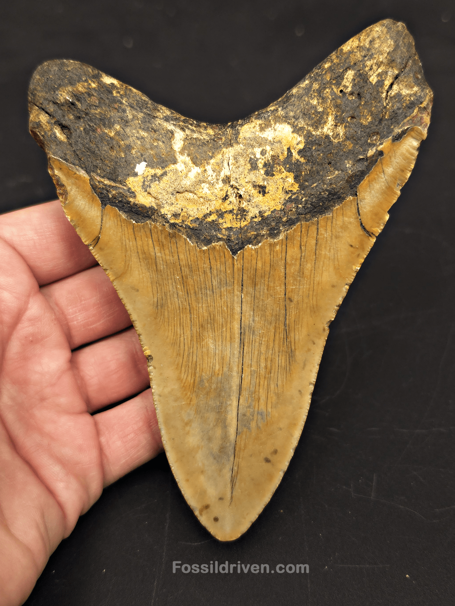 5.54" Fossil Megalodon Tooth for Sale - North Carolina | Fossil Driven - Fossil Driven
