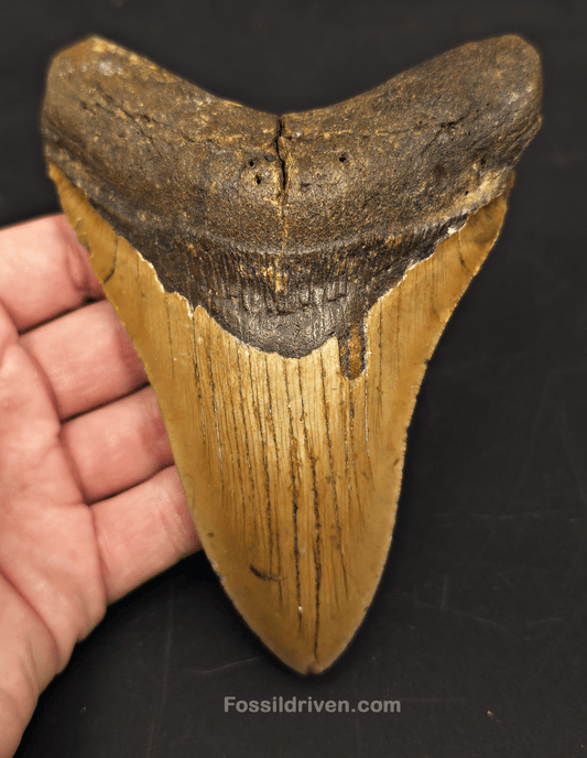 5.54" Fossil Megalodon Tooth for Sale - North Carolina | Fossil Driven - Fossil Driven