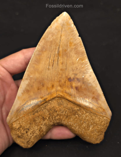 5.54" Fossil Megalodon Tooth - Java, Indonesia | Fossil Driven - Fossil Driven