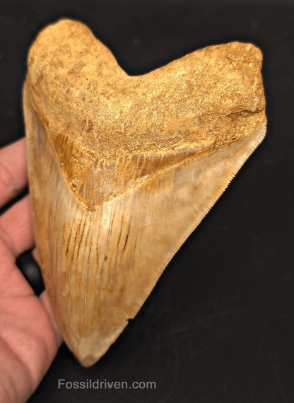 5.54" Fossil Megalodon Tooth - Java, Indonesia | Fossil Driven - Fossil Driven