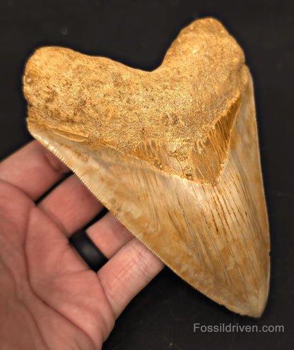 5.54" Fossil Megalodon Tooth - Java, Indonesia | Fossil Driven - Fossil Driven