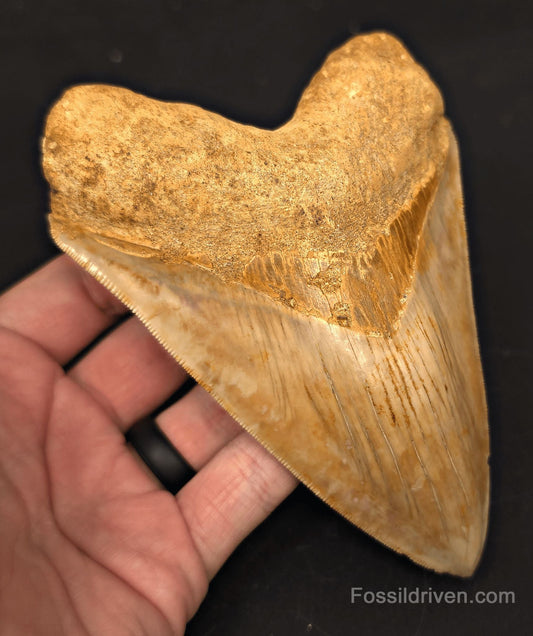 5.54" Fossil Megalodon Tooth - Java, Indonesia | Fossil Driven - Fossil Driven