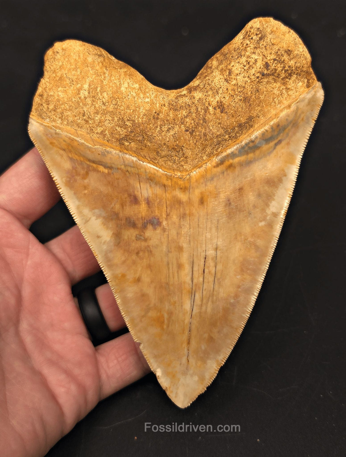 5.54" Fossil Megalodon Tooth - Java, Indonesia | Fossil Driven - Fossil Driven